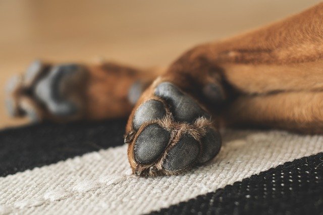 Cómo evitar que su perro lama sus patas
